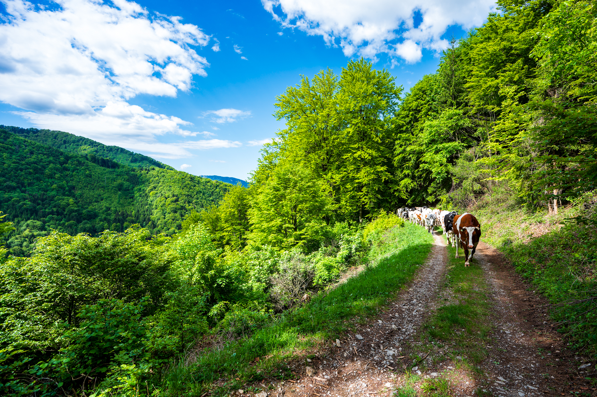 NZ6 7258 DxO DeepPRIME XD2s